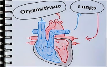 picture that Tasha drew in her notebook of the circulatory system