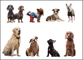 Chapter 13 interactive