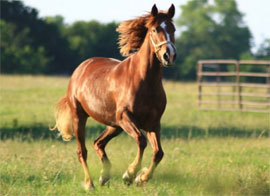 Equestrian Therapy